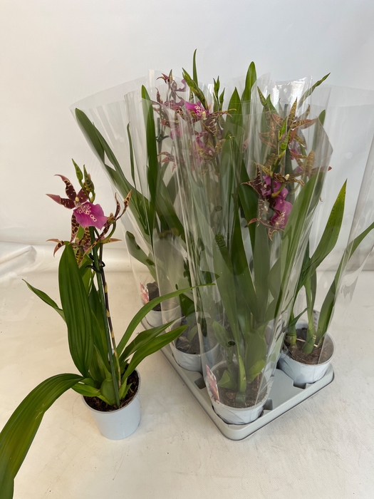 <h4>BRASSIA SUMMER DREAM</h4>