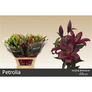 Li Or Petrolia 4+