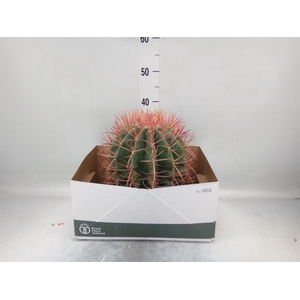 Ferocactus pilosus