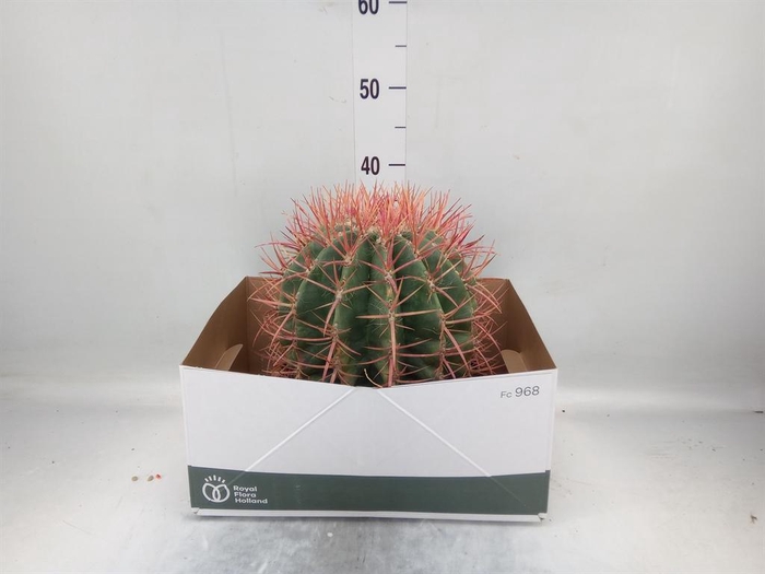 <h4>Ferocactus pilosus</h4>
