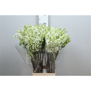 Syr V Engler Weiss T 4 Kop