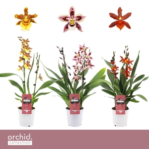 Cambria, Mix 2-spike 'Orchid Collection'