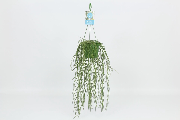 <h4>Hoya linearis</h4>