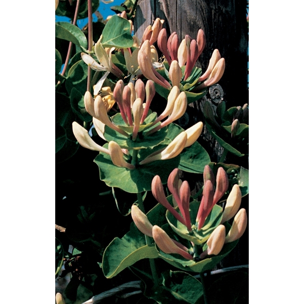 <h4>Lonicera caprifolium +3.0 label</h4>