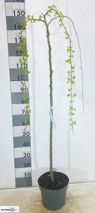 <h4>Laburnu Wa Vossii</h4>