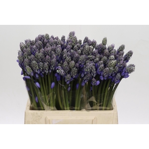 Scilla Blauw