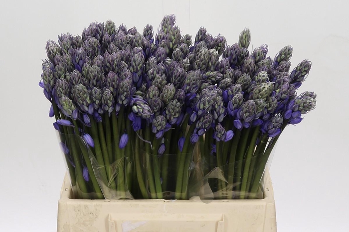 <h4>Scilla Blauw</h4>