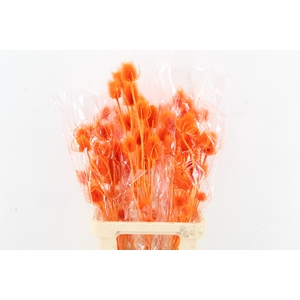 DF Dipsacus Li.Orange Bs 130g