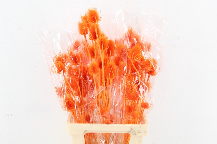 <h4>DF Dipsacus Li.Orange Bs 130g</h4>