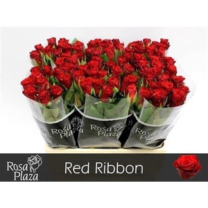 R Gr Red Ribbon
