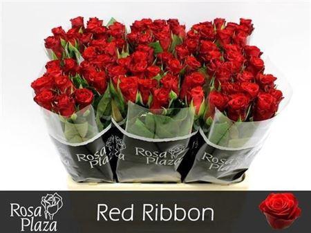 <h4>R Gr Red Ribbon</h4>