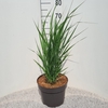 Panicum virgatum