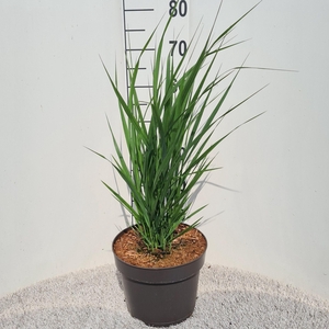 Panicum virgatum