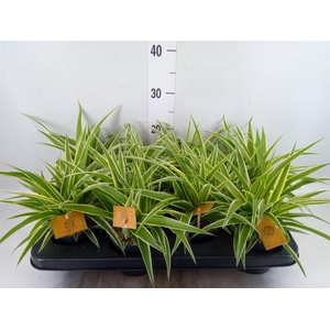 Chlorophytum com. 'Ocean'