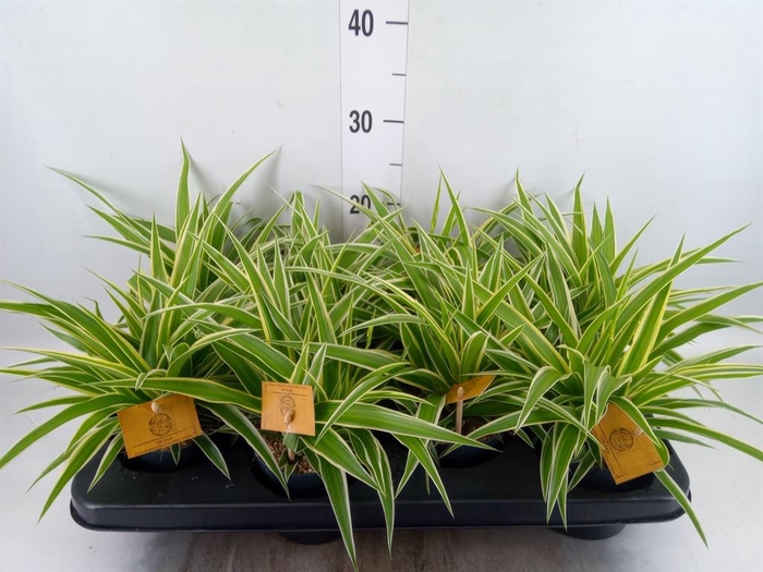 <h4>Chlorophytum com. 'Ocean'</h4>