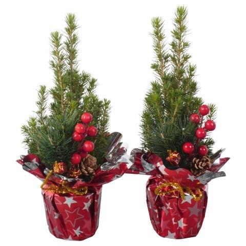 <h4>Picea Gl Conica (PTK25309) Rondella Folie + Deco</h4>