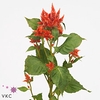 CELOSIA CELWAY ORANGE