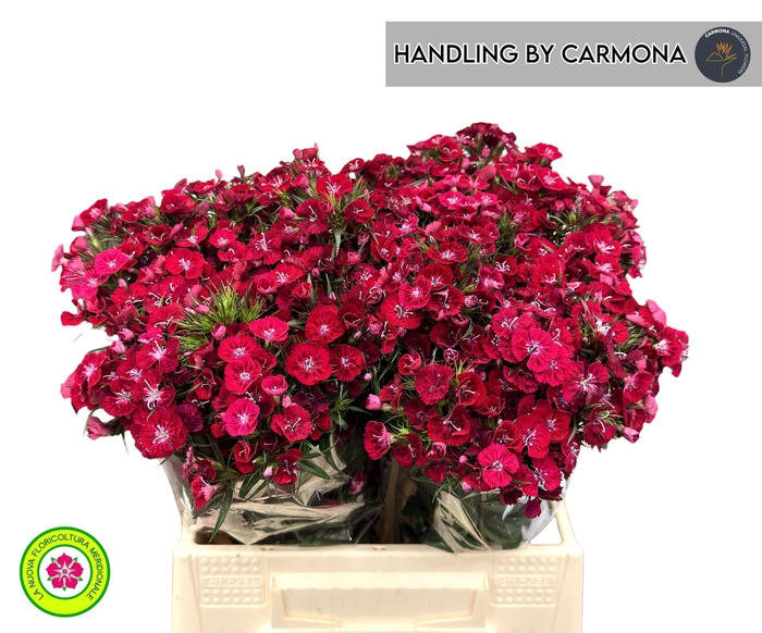 <h4>DI BARB JOLLY BRE</h4>