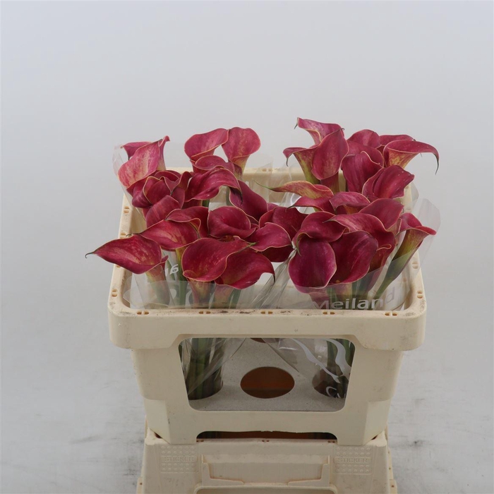 <h4>Calla Red Salsa</h4>