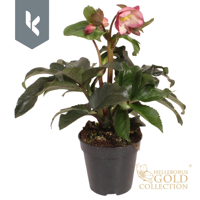 <h4>HGC Helleborus Ice N Roses Pink</h4>