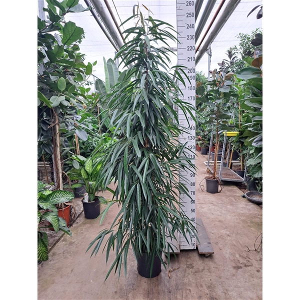<h4>Ficus binnendijkii 'Alii'</h4>