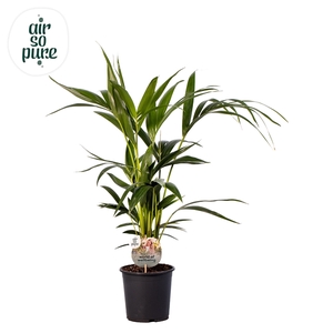 KENTIA - P19 H90 - 6PP - Air So Pure (Howea forsteriana)