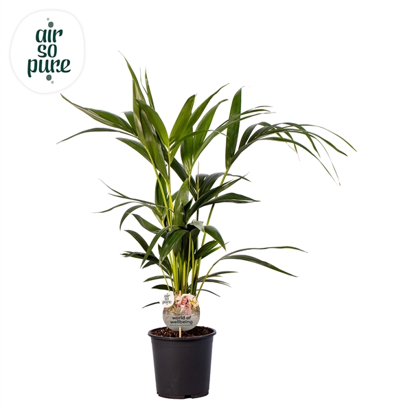 <h4>KENTIA - P19 H90 - 6PP - Air So Pure (Howea forsteriana)</h4>