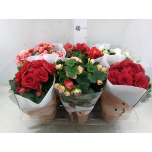 Begonia elat. DU   ...mix
