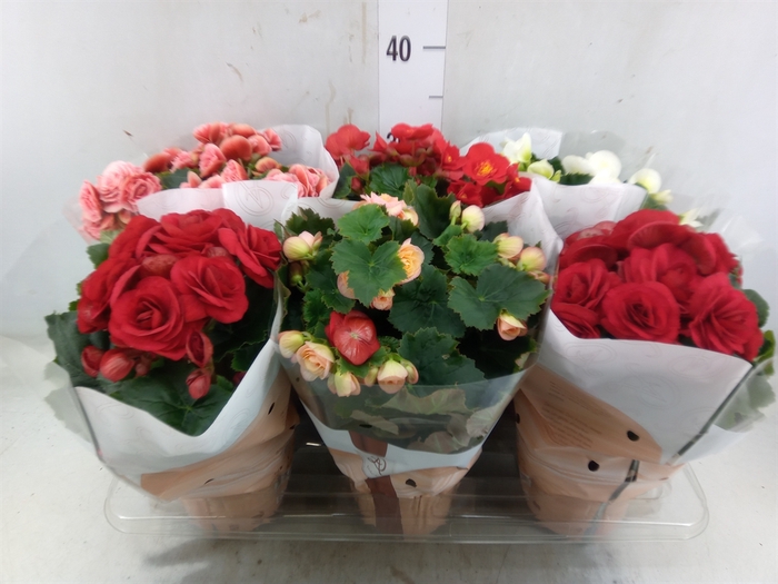 <h4>Begonia elat. DU   ...mix</h4>