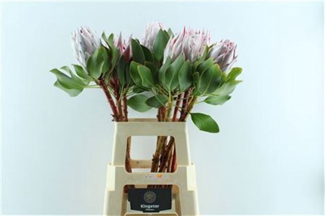 <h4>PROTEA CYNAROIDES</h4>