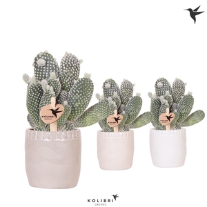 Kolibri Greens Opuntia white in Stones pot mix