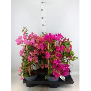 Bougainvillea  'Sanderiana'
