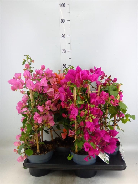 <h4>Bougainvillea  'Sanderiana'</h4>