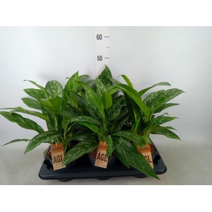 Aglaonema  'Green Lady'