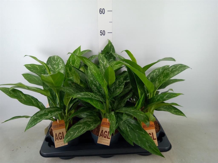 <h4>Aglaonema  'Green Lady'</h4>