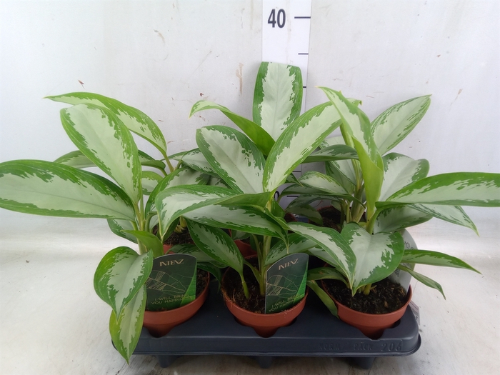 <h4>Aglaonema   ...</h4>