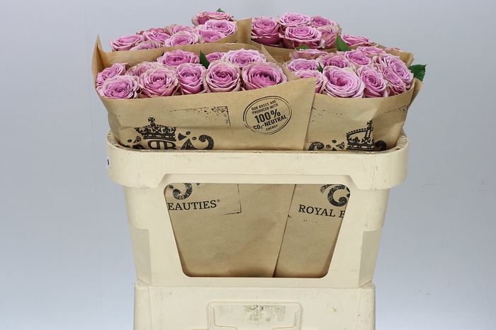 <h4>Rosa Gr Garden Smokey Eyes</h4>
