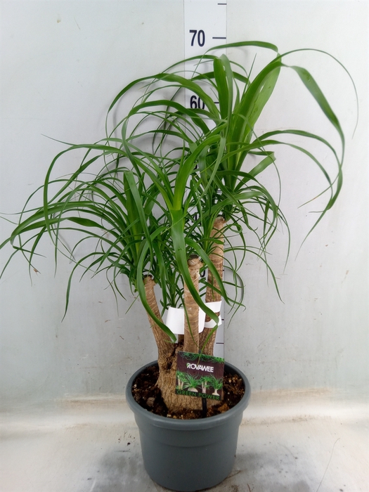 <h4>Beaucarnea recurvata</h4>
