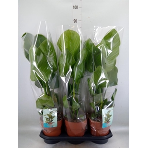 Strelitzia nicolai