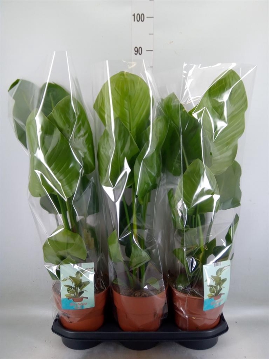<h4>Strelitzia nicolai</h4>