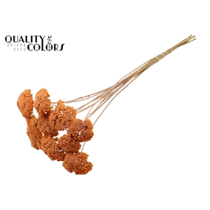 Achillea per stem Frosted Salmon