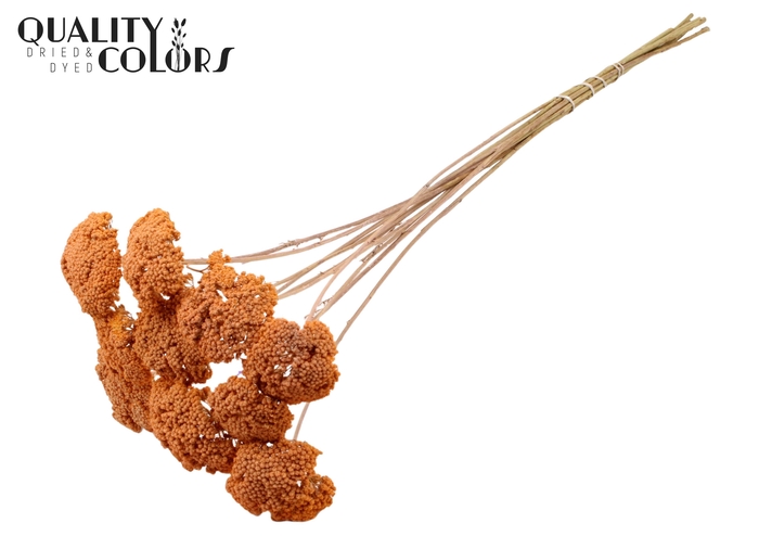 <h4>Achillea 2-4cm per stem Frosted Salmon</h4>