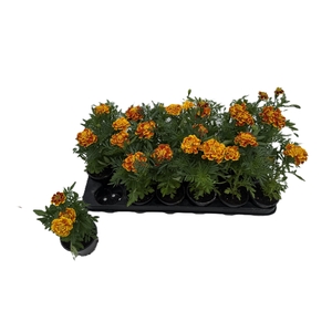 TAG OV