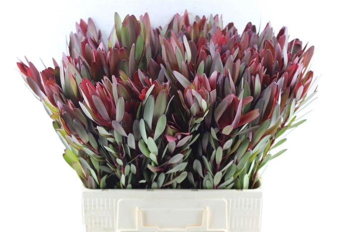 <h4>LEUCAD SAF SUNSET</h4>