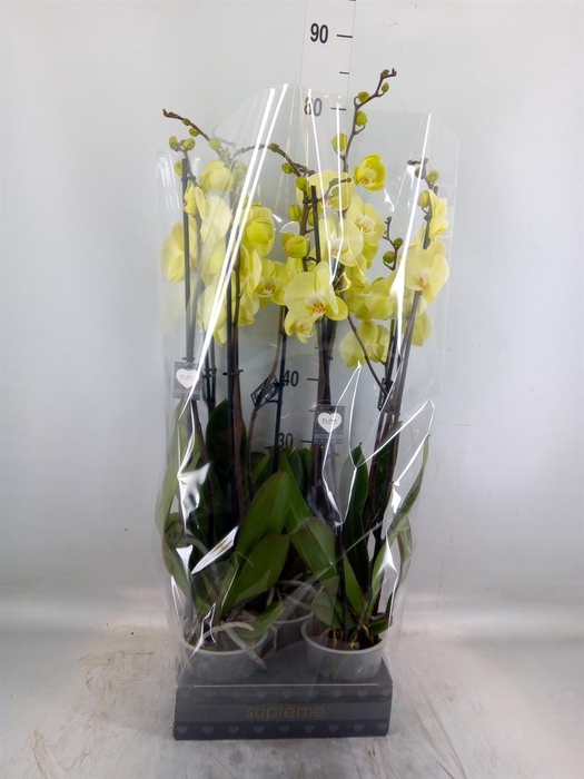 <h4>Phalaenopsis  'Golden Coin'</h4>