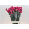 Dianthus St Bizet