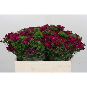 Dianthus Br Amazon Neon Cherry
