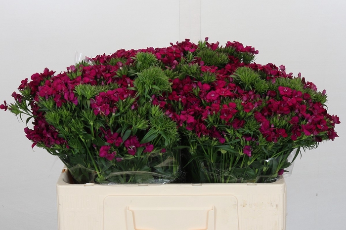 <h4>Dianthus Br Amazon Neon Cherry</h4>