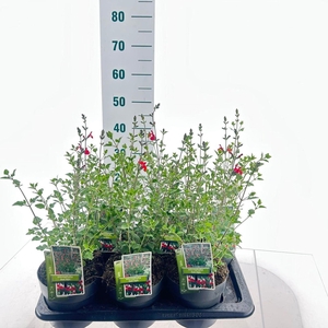 Salvia microphylla