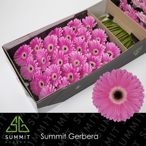 Gerbera Dreamer Doos